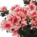 Rhododendron Azalee extra